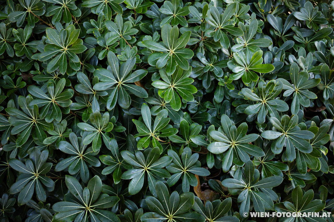 Pittosporum tobira