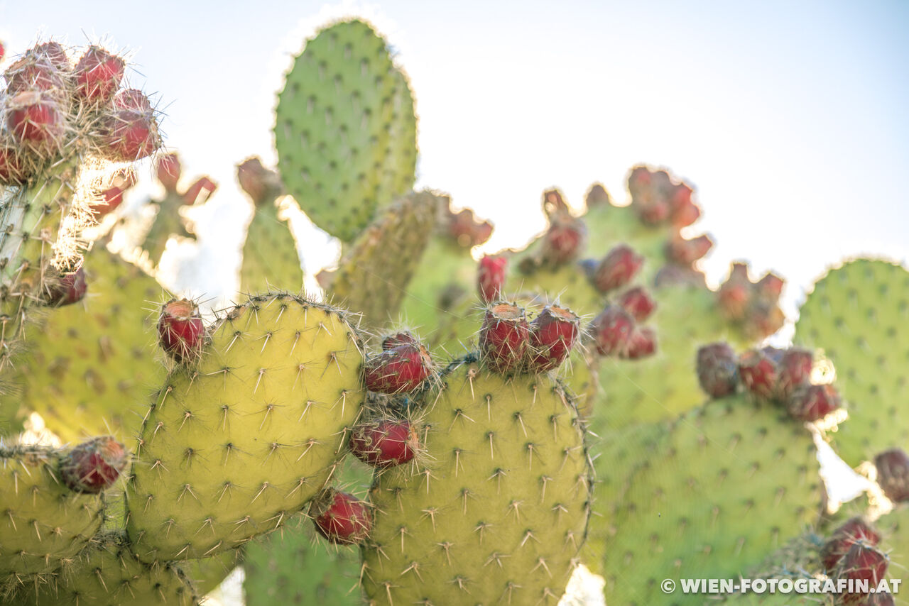 Opuntia leucotricha / Weißhaarige Opuntie