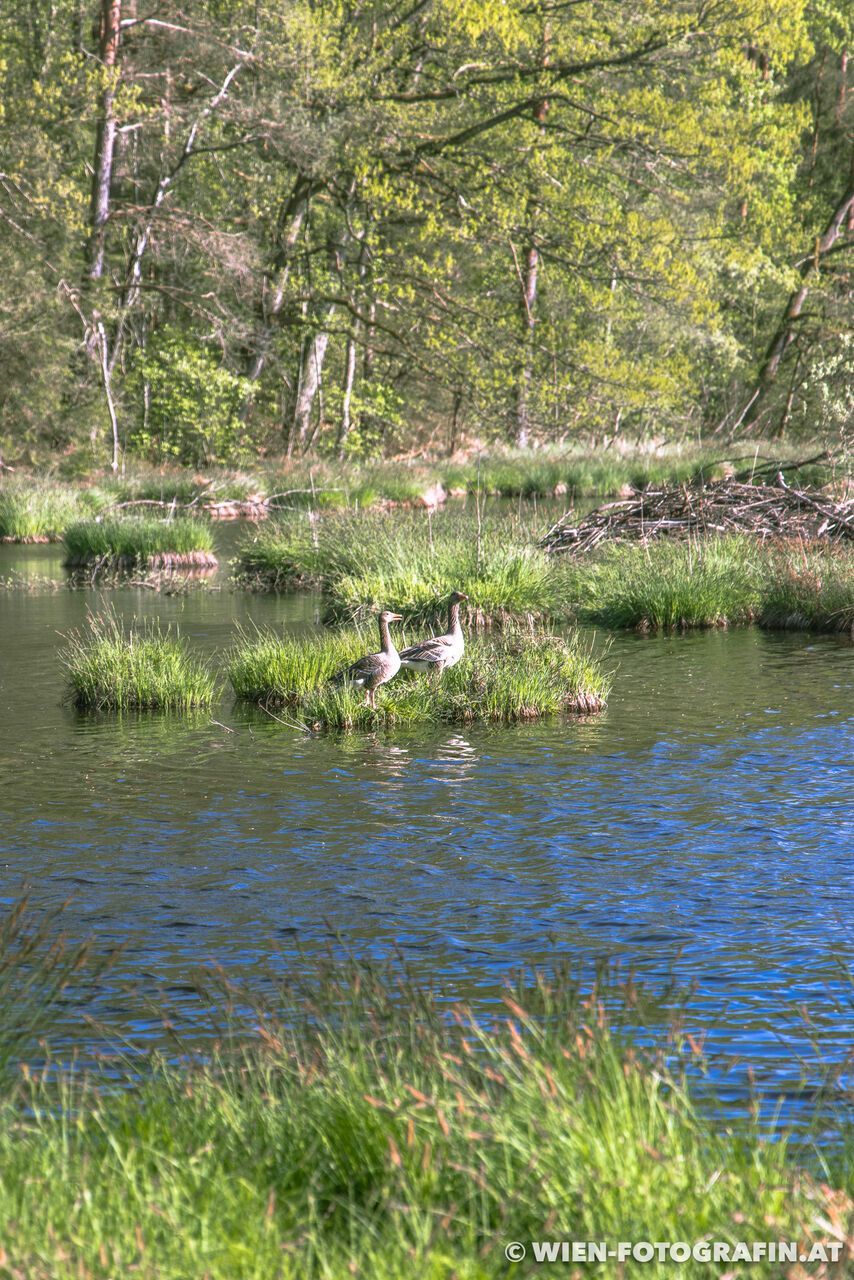 Spaziergang im Dingelsdorfer Ried