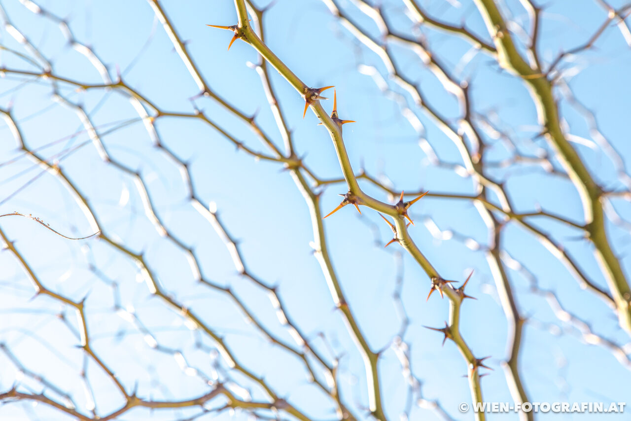 Parkinsonia aculeata / Jerusalemdorn