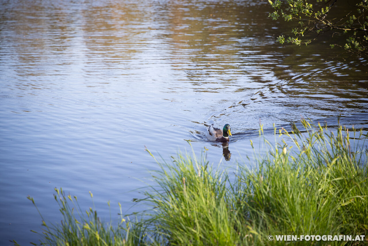 Spaziergang im Dingelsdorfer Ried