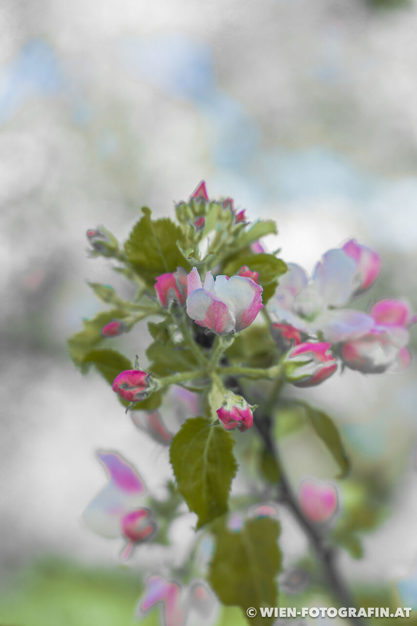 Spaziergang im Dingelsdorfer Ried