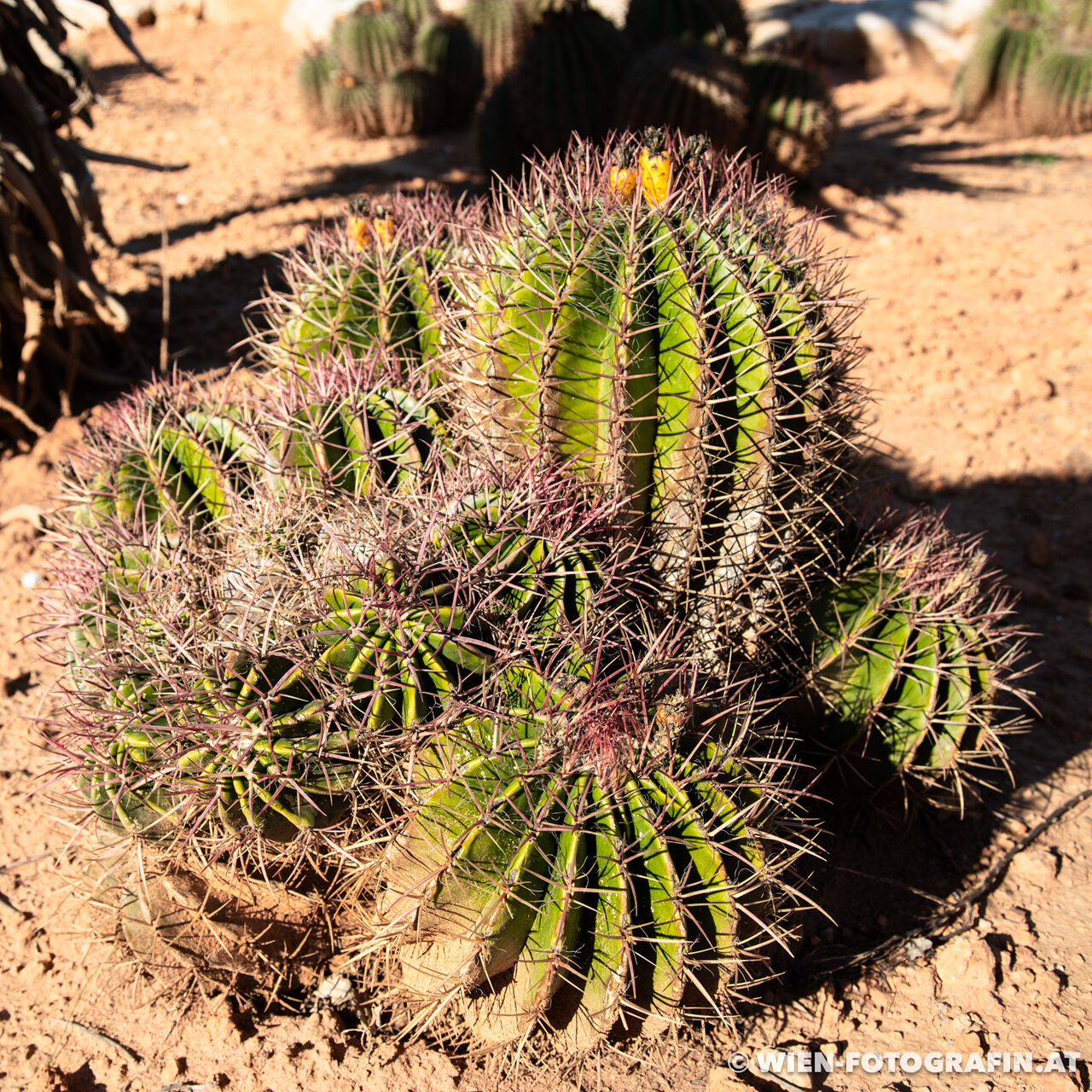 Ferocactus cylindraceus