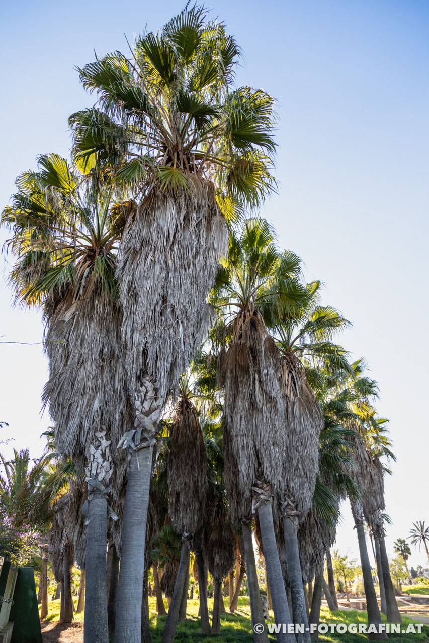Washingtonia robusta