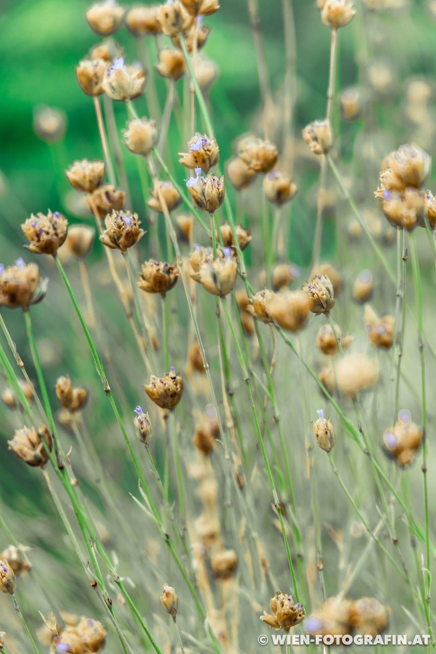 Sprossende Felsennelke (Petrorhagia prolifera)