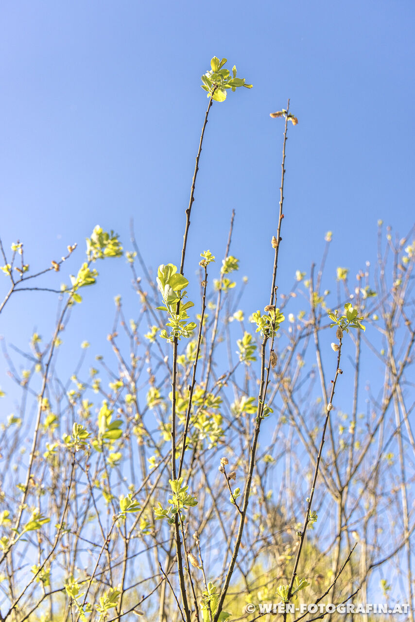 Spaziergang im Dingelsdorfer Ried
