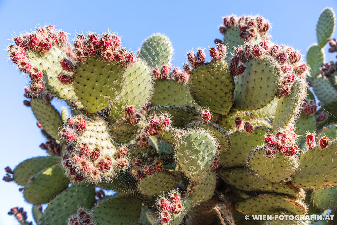 Opuntia leucotricha / Weißhaarige Opuntie