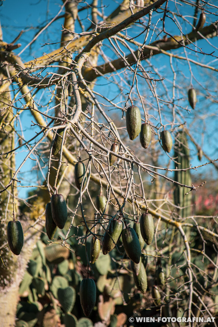 Ceiba speciosa