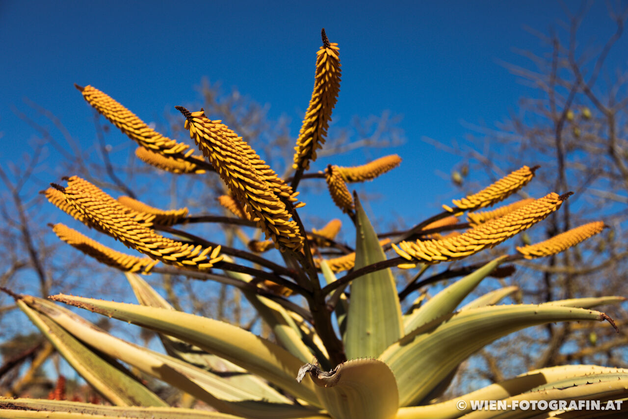 Aloe marlothii